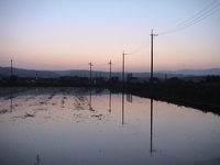 田んぼと夕日
