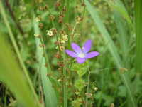 綺麗な花、見つけたのですが