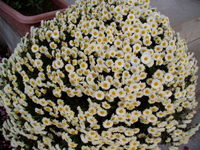 １１月１６日　我が家の菊