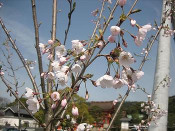 御香宮神社と伏見稲荷大社♪