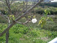 時季外れ桜咲きし体育の日