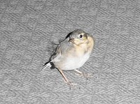 何かを言いたげな小鳥