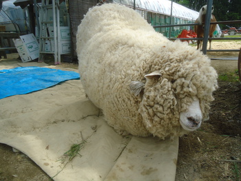 みんなで羊の毛刈りをしました。
