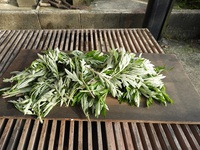 5月２３日　ひらめいた　ヨモギ茶に　挑戦しました