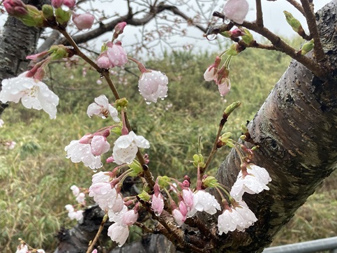 ４月３日　雨の中　家の前の桜咲く　スナックエンドウの花も