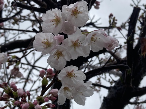 ４月３日　雨の中　家の前の桜咲く　スナックエンドウの花も
