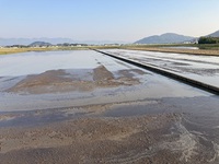 ５月３日　田んぼに水が　堤防にヨモギがたくさん