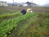 りす森畑　大収穫祭は雨で中止に
