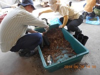 マツの苗づくり「わくわく農体験」