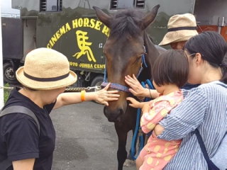 馬をナデナデ