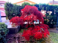 紅葉（まっ盛り） 2024/12/03 12:46:51