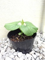 芽が出たよ