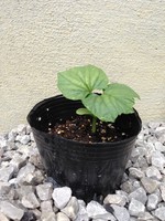 芽が出たよ