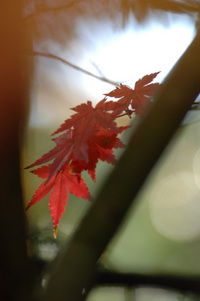 百済寺♪(その3)