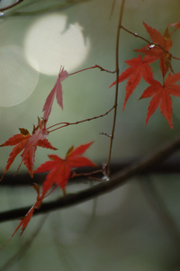 百済寺♪(その3)