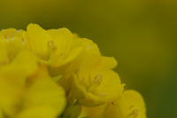 菜の花♪（その２）
