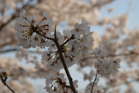 草津の桜♪(その5)