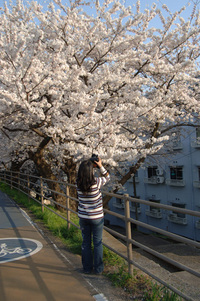 草津の桜♪(その5)