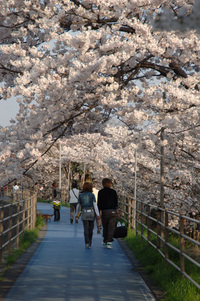 草津の桜♪(その7)