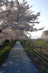 草津の桜♪(その7)