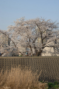 草津の桜♪(その8)