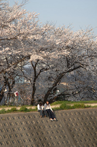 草津の桜♪(その8)