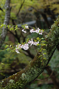 地蔵川の桜♪