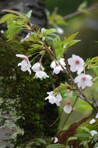 地蔵川の桜♪