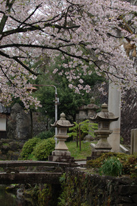 地蔵川の桜♪