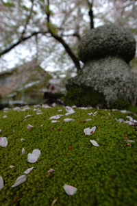 地蔵川の桜♪(その5)