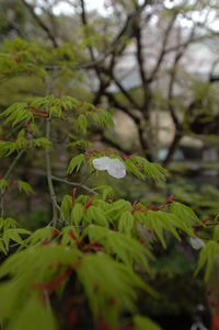 地蔵川の桜♪(その5)
