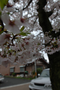 地蔵川の桜♪(その6)