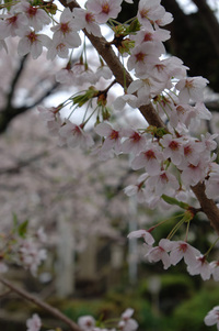 地蔵川の桜♪(その6)