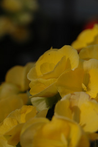 4月の花隊長のお店♪(その3)