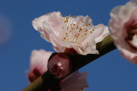 青空と梅の花♪