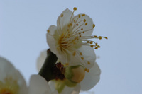 青空と梅の花♪