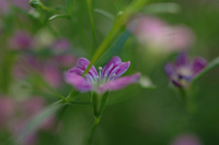 4月の花隊長のお店♪(その8)