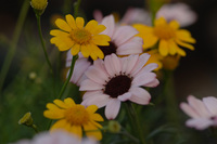 4月の花隊長のお店♪(その10)
