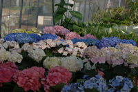 4月の花隊長のお店♪(その12)