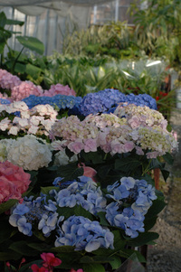 4月の花隊長のお店♪(その12)