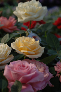 4月の花隊長のお店♪(その13)