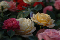 4月の花隊長のお店♪(その13)