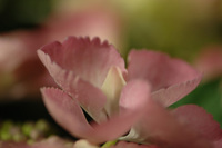 5月の花隊長のお店♪(その3)