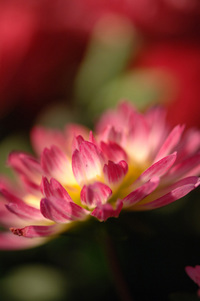 5月の花隊長のお店♪(その8)