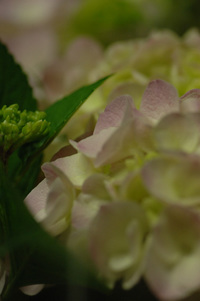 5月の花隊長のお店♪(その10)