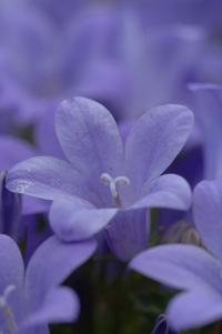 自宅の花♪(その5)