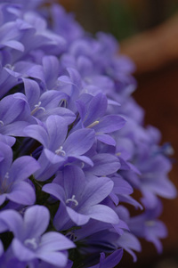 自宅の花♪(その5)