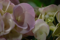 5月の花隊長のお店♪(その14)