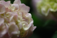 5月の花隊長のお店♪(その14)