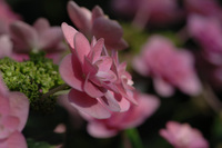 5月の花隊長のお店♪(その17)